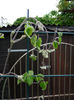 clematitele trebuie tunse