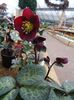 Helleborus Reanna s Ruby