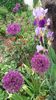 Allium-ceapa decorativa si irisi