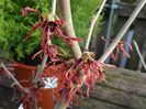 Hamamelis intermedia Ruby Glow 1