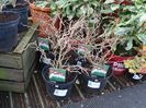 Prunus Kojo no mai