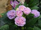 primula Belarina Pink Ice
