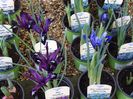Iris reticulata