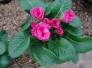 primula dubla1