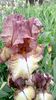 burgundy brown