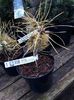 Pinus sylvestris Gold Coin