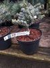 Abies koreana Kohouts Icebreaker
