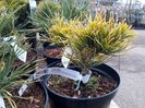 Pinus mugo Carsten