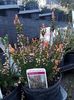 Calluna vulgaris Spring Torch
