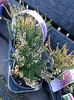 Calluna vulgaris Spring Torch 1