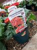 Primula polyanthus Istambul