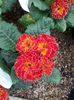 Primula polyanthus Istambul 1