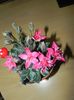 Graptopetalum bellus (Tacitus bellus)
