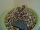 Echinocereus viridiflorus v. davisii