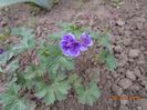 geranium Himalayense Plenum