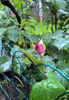 valynedelcu@yahoo.com rose.0014