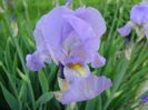 Iris