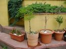 Gladita (Gleditsia triacanthos)
