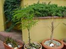 Gladita (Gleditsia triacanthos)