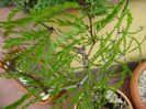 Gladita (Gleditsia triacanthos)