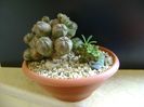 Grup de 2 Euphorbia