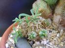 Euphorbia x japonica