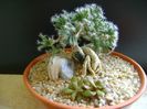 Trichodiadema densum