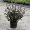 physocarpus little jocker 30