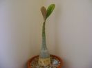 Adenium obesum