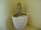 Pachypodium horombense