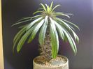 Pachypodium lamerei