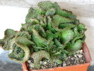 Euphorbia pugniformis fa cristata