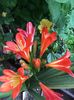 Clivia