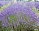 Lavandula angustifolia Hidcote Blue Strain