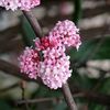 Calin de iarna (Viburnum x bodnantense Charles Lamont)