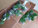 plantele de la pepiniera mizil, arata super bine!!