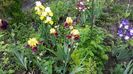 ocelot,blatant,neutron,N1,pride of ireland si autumn