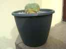 Lophophora williamsii v. jourdaniana