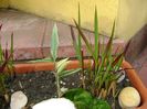 Bambus pitic variegat