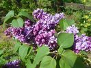 syringa Marechal Lannes