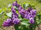 syringa Marechal Lannes