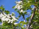 crataegus monogyna