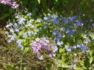 veronica chamaedrys si syringa chinensis