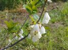 halesia carolina