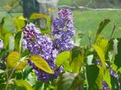 syringa Royalty