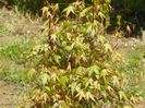 acer palmatum