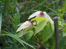 clematis Albina Plena