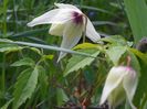clematis Albina Plena