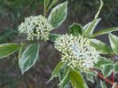 cornus Elegantissima