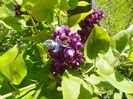 syringa Taras Bulba
